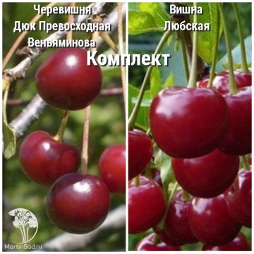 Фото Сверхвыгодный комплект! Черевишня Дюк Превосходная Веньяминова + опылитель вишня Любская