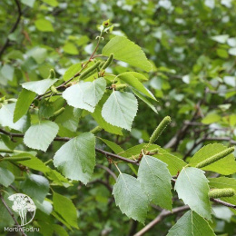  Берёза пушистая