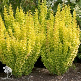 Барбарис тунберга Голден Торч