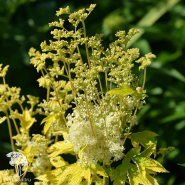 Лабазник вязолистный Аурея