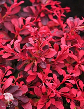 Фото Барбарис тунберга Ред ДиДжей