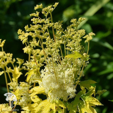 Фото Лабазник вязолистный Аурея