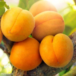 Абрикос обыкновенный Орловчанин + Жигулёвский сувенир