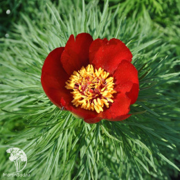  Пион узколистный или тонколистный