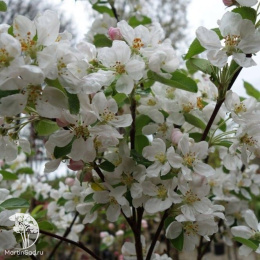 Яблоня Эверест на шпалере