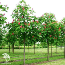 Каштан конский мясо-красный Бриотти на штамбе