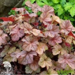 Сверхвыгодный микс! Гейхера Свирлинг Фэнтэзи + Гейхера Марс + Гейхера Пино Грис