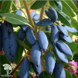 Жимолость Золушка