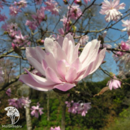 Магнолия звездчатая Розеа