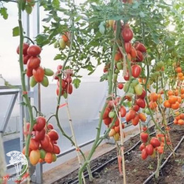 Томат Марселон F1 ( 2-ной пак.)