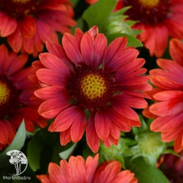 Гайлардия крупноцветковая Меса Ред