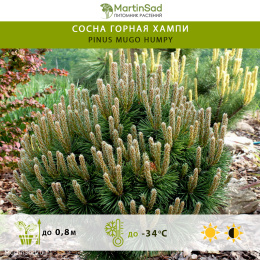 Сосна горная Хампи