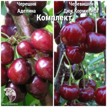 Фото Сверхвыгодный комплект! Черешня Аделина + опылитель черевишня Дюк Кормилица