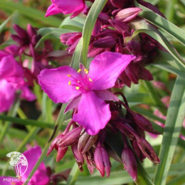 Традесканция Андерсона Ред Грейп