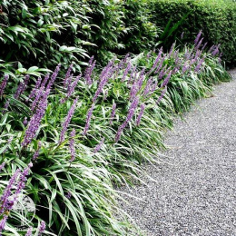 Лириопе мускари Биг Блю