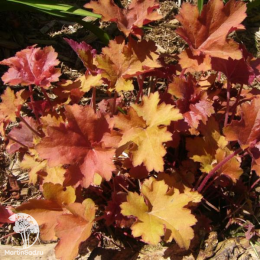 Сверхвыгодный микс! Гейхера Карамель + Гейхера Линда + Гейхера Крем Брюле