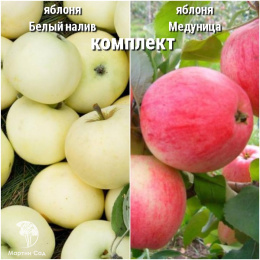 Сверхвыгодный комплект! Яблоня Белый налив + опылитель яблоня Медуница