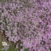 Тимьян пурпурно-фиолетовый серия Альпийская горка фото 2 