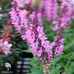 Salvia nemorosa Pink Nebula Шалфей дубравный Пинк Небула