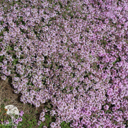Тимьян пурпурно-фиолетовый серия Альпийская горка