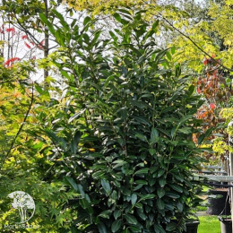 Лавровишня обыкновенная Элли