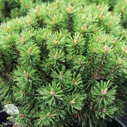 Сосна горная Мини Глобус