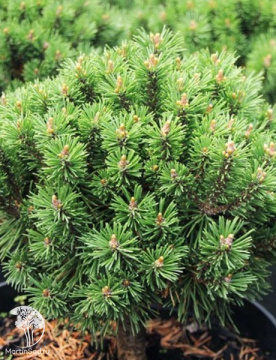 Фото Сосна горная Мини Глобус