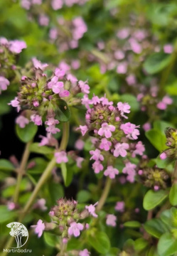 Фото Тимьян блошницевидный Табор