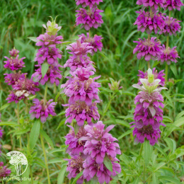 Монарда лимонная Вкус бергамота