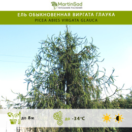 Ель обыкновенная Виргата Глаука