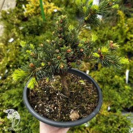 Сосна Ниваки в ассортименте