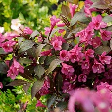 Фото Вейгела цветущая Рубидол