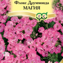 Флокс Магия друммонда (серия Элитная клумба)