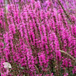 Дербенник Луминара Хот Пинк