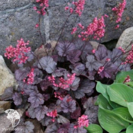 Гейхера Регина