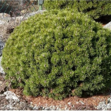 Фото Сосна горная Мини Мопс