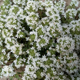  Тимьян ранний Альбифлорус
