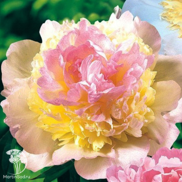 Фото Пион молочноцветковый Расберри Сандей