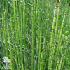 Equisetum hyemale Хвощ зимующий фото 2 