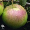 Яблоня гибрид Уэлси с яблоней Красное раннее фото 2 