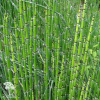 Equisetum hyemale Хвощ зимующий фото 2 