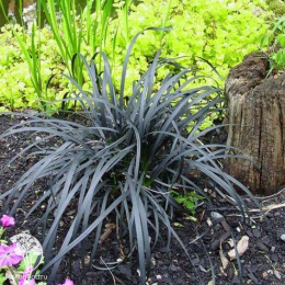 Офиопогон/Ландышник плоскострелый Нигер