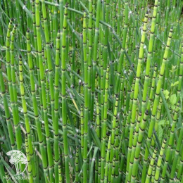 Equisetum hyemale Хвощ зимующий