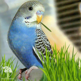 Семена Трава для пернатых Радужное перышко