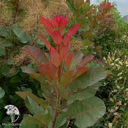 Скумпия кожевенная Олд Фэшенд