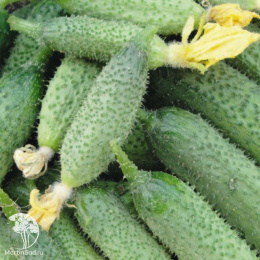 Огурец Король рынка F1 ---  ® Парт