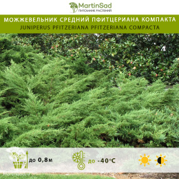 Можжевельник средний Пфитцериана Компакта