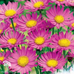 Астра Снежная королева, альпийская (розовая) серия Устойчив к заморозкам!