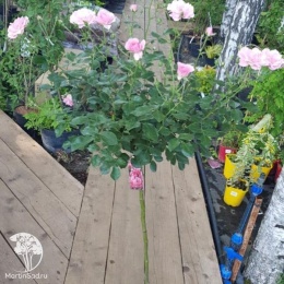 Роза флорибунда Боника на штамбе