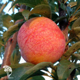 Слива диплоидная Пинк Сатурн